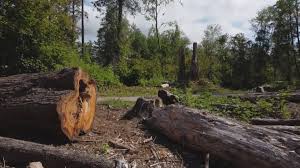 Best Soil Testing and Treatment  in Battle Ground, WA