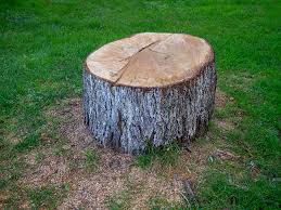 Best Tree Cabling and Bracing  in Battle Ground, WA