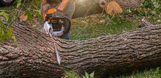Best Fruit Tree Pruning  in Battle Ground, WA