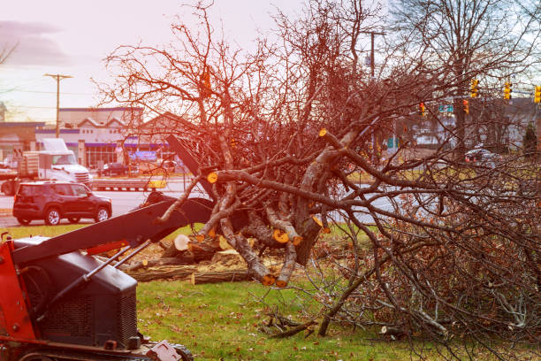 Best Hazardous Tree Removal  in Battle Ground, WA
