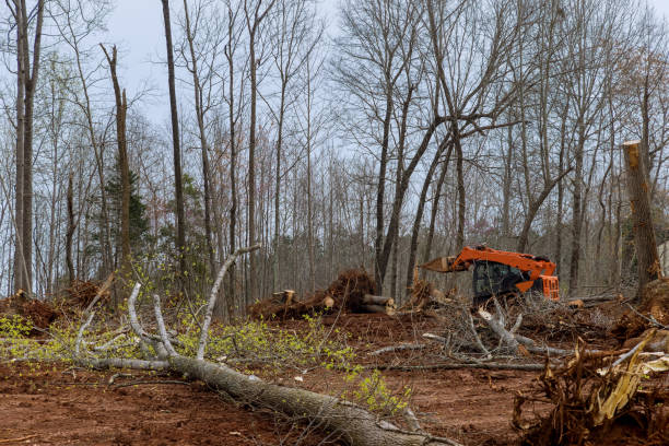 Reliable Battle Ground, WA Tree Care Solutions
