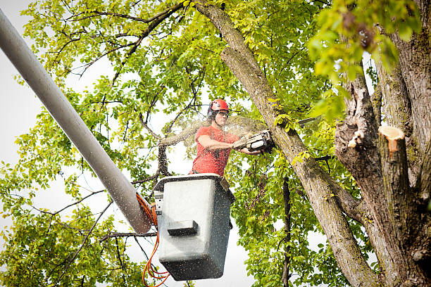 How Our Tree Care Process Works  in  Battle Ground, WA