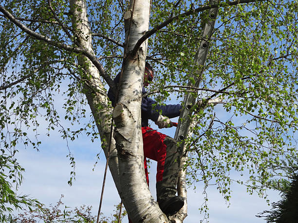 Best Seasonal Cleanup (Spring/Fall)  in Battle Ground, WA